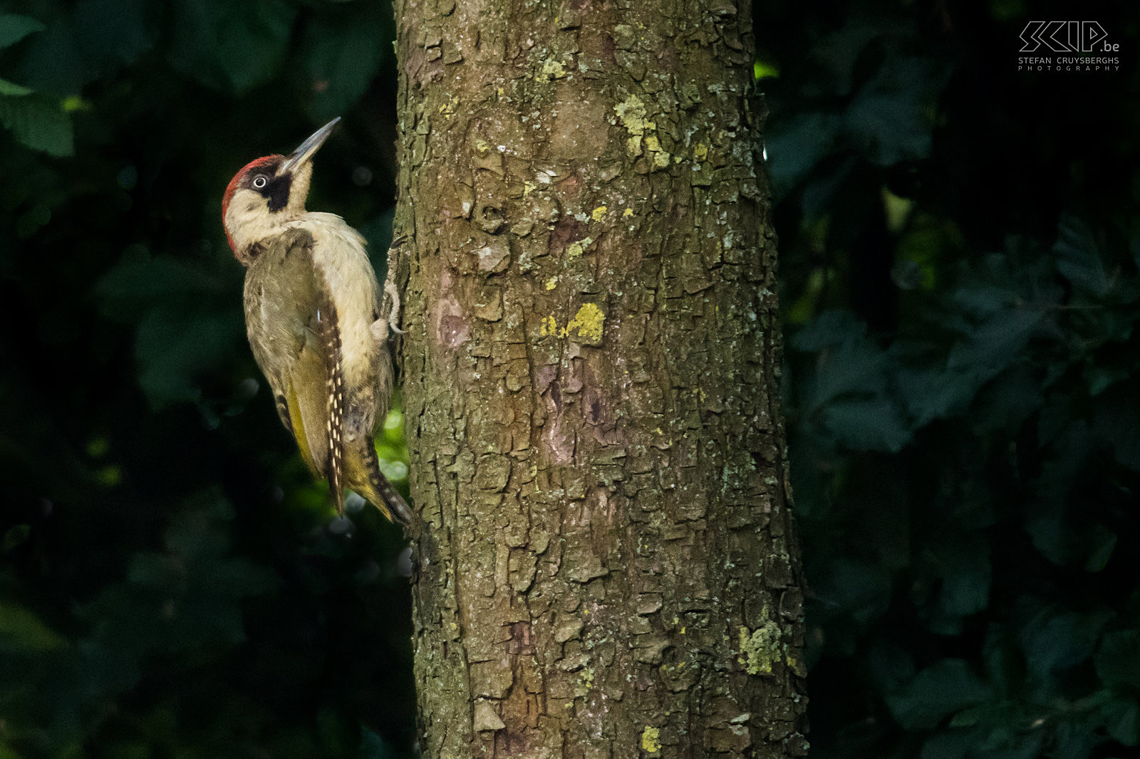 Groene specht Volwassen vrouwelijke groene specht (Green woodpecker, Picus viridis) tegen onze perenboom. Groene spechten hebben een typische luide lach. Stefan Cruysberghs